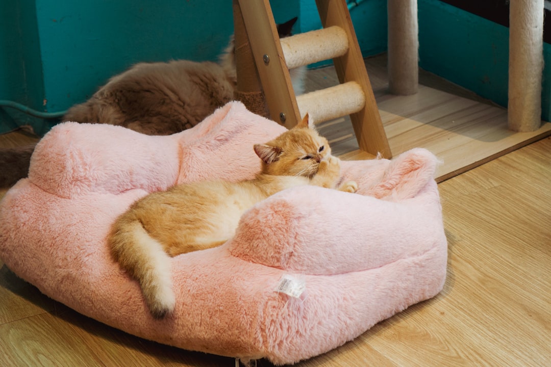 A ginger kitten, with an expression mirroring a human yawn, gently covers its mouth with a paw as it nestles deeply into a plush, pink cat bed. This close-up, taken in a vibrant Taichung cat cafe, captures a moment of pure contentment.
