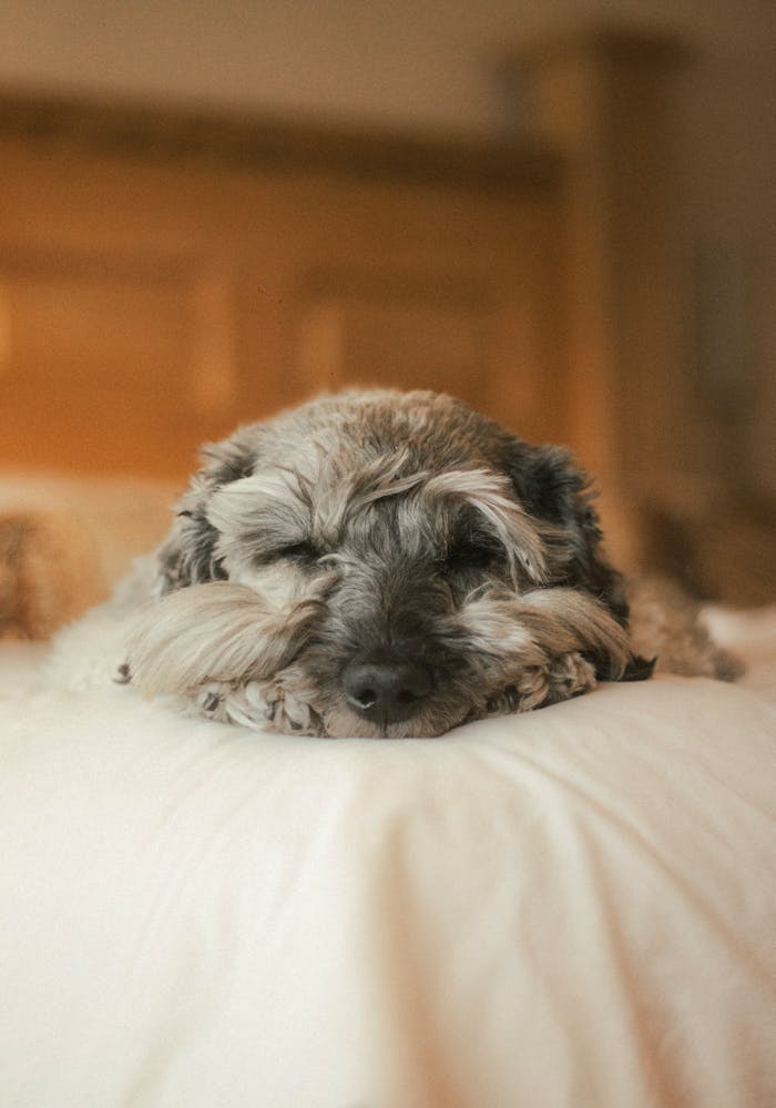 A fluffy dog peacefully resting on a bed with a wooden headboard in a cozy indoor setting.